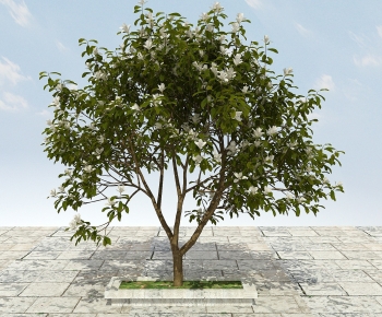 Modern Tree-ID:337347031