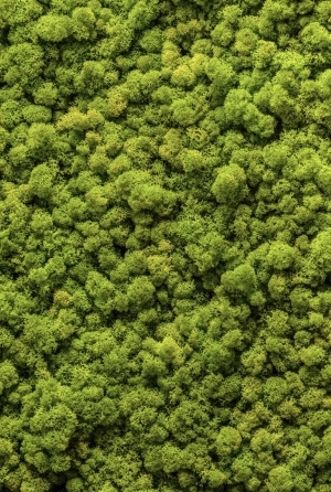 现代苔藓草皮地面贴图-ID:6337734