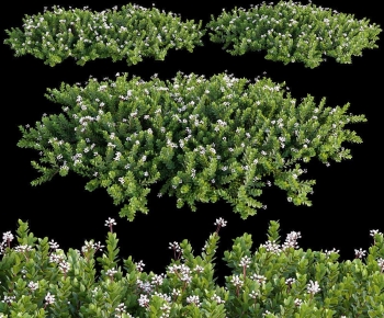 Modern Shrubbery-ID:192641971