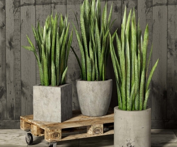 Modern Ground Green Plant Potted Plants-ID:239892966