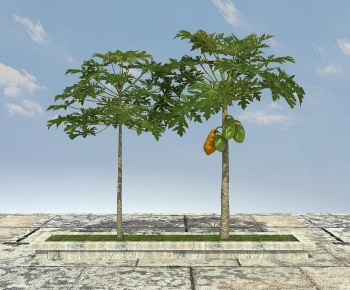 现代木瓜树组合-ID:426969563