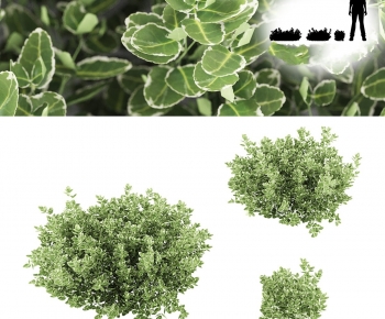 Modern Shrubbery-ID:397931107