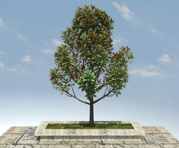 Modern Tree-ID:464636094