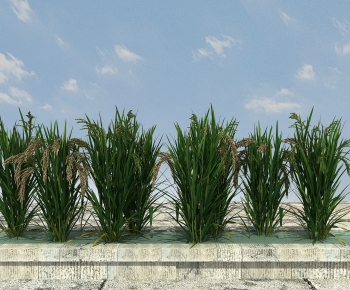 Modern Crop-ID:903676996