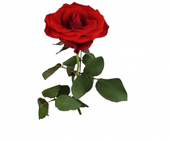 Modern Flowers And Grass-ID:431965116