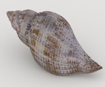 Modern Aquatic Animals-ID:915642028