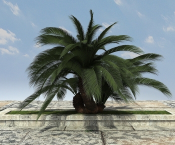 Modern Tree-ID:776945114