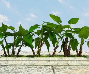 Modern Plant-ID:487158061