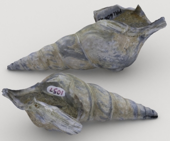 Modern Aquatic Animals-ID:536811114