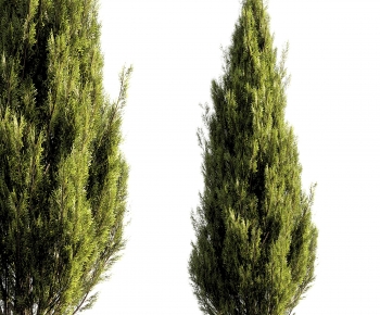 Modern Tree-ID:947289565