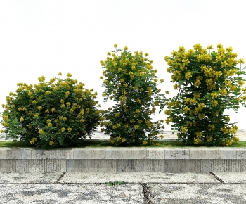 Modern Shrubbery-ID:739176037