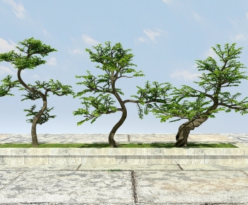 Modern Tree-ID:479166036