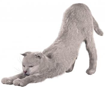 现代猫咪-ID:746957066