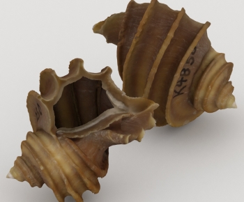 Modern Aquatic Product-ID:384834053