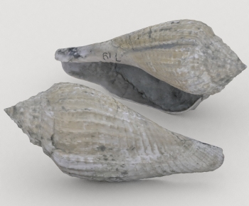 Modern Aquatic Animals-ID:113580291