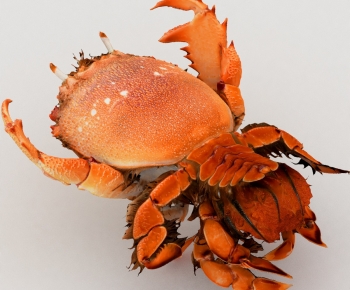 Modern Aquatic Product-ID:763878845