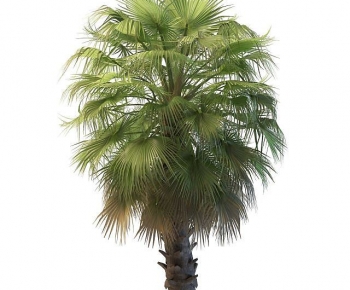 Modern Tree-ID:343802935