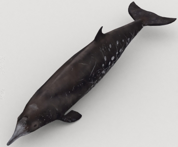 Modern Aquatic Animals-ID:554672004