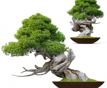 Modern Bonsai-ID:484628929
