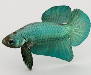 Modern Aquatic Animals-ID:140191085