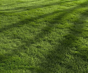 Modern The Grass-ID:611824995