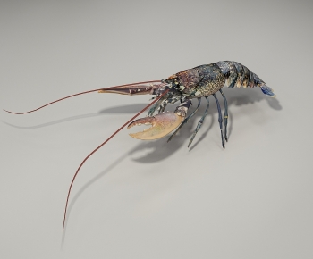 Modern Aquatic Animals-ID:248243091