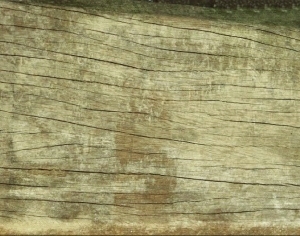 ModernWood Texture