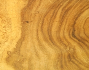 ModernWood Texture