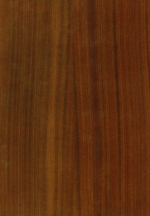 ModernWood Texture
