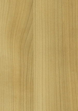 ModernWood Texture