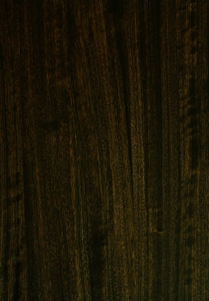 ModernWood Texture