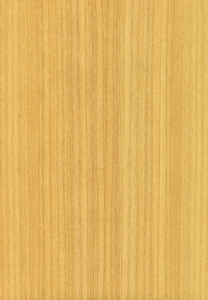 ModernWood Texture