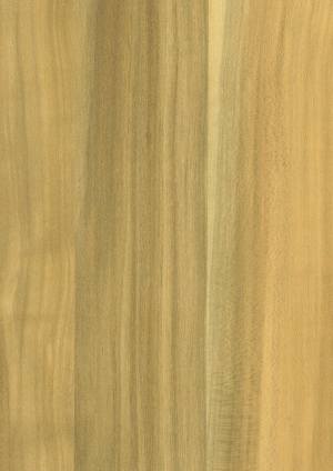 ModernWood Texture