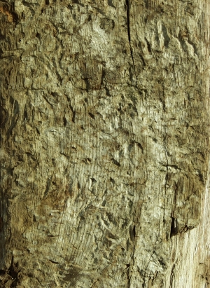 现代木纹-ID:325082065