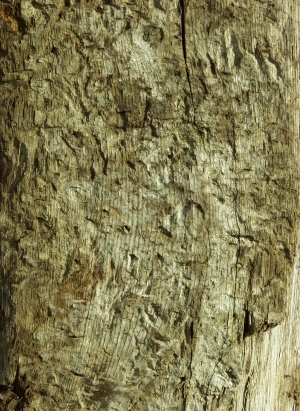 ModernWood Texture