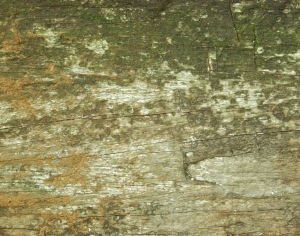 ModernWood Texture
