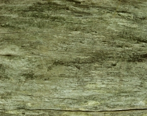 ModernWood Texture