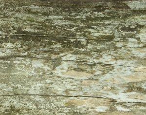 ModernWood Texture