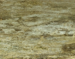 ModernWood Texture