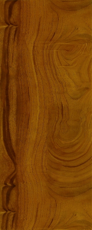 ModernWood Texture