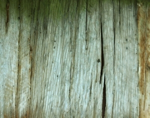 ModernWood Texture