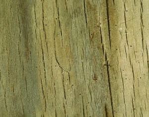 木拼板-ID:6368086