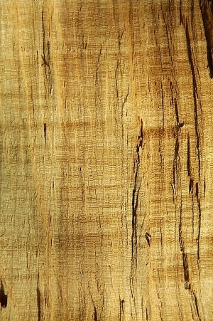 ModernWood Texture