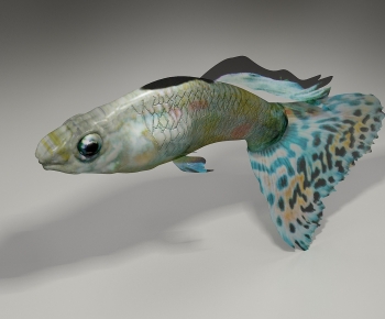 Modern Aquatic Animals-ID:992381107