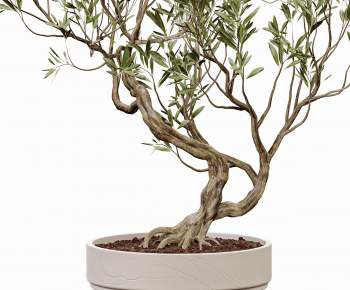 Modern Bonsai-ID:470623028