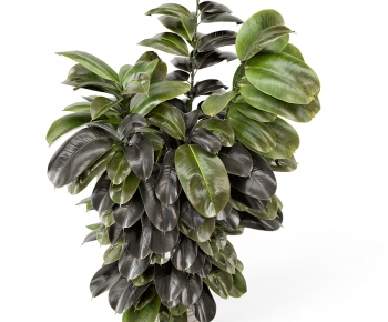 Modern Potted Green Plant-ID:506364115