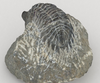 Modern Other-ID:740246069