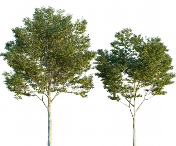 Modern Tree-ID:905405048