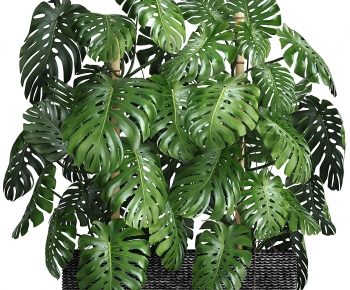Modern Potted Green Plant-ID:814070739