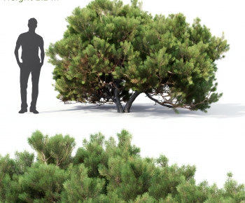 Modern Tree-ID:770328046